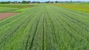 Yeşil buğday tarlasının hava aracı görüntüsü, Polonya.