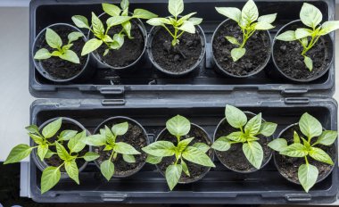 Domates fideleri yakın plan. Plastik kaplarda domates fideleri. Küçük domates tohumları. Sebze yetiştiriyorum