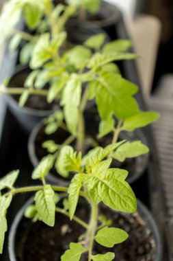 Domates fideleri yakın plan. Plastik kaplarda domates fideleri. Küçük domates tohumları. Sebze yetiştiriyorum