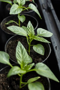 Domates fideleri yakın plan. Plastik kaplarda domates fideleri. Küçük domates tohumları. Sebze yetiştiriyorum