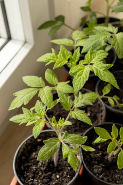 Domates fideleri yakın plan. Plastik kaplarda domates fideleri. Küçük domates tohumları. Sebze yetiştiriyorum