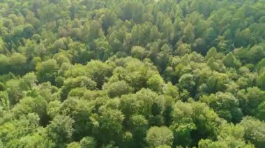 Ormandaki dolambaçlı bir yolun ve traktör izleriyle dolu bir buğday tarlasının havadan görüntüsü. Kırsal