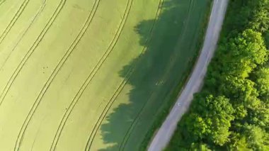 Ormandaki dolambaçlı bir yolun ve traktör izleriyle dolu bir buğday tarlasının havadan görüntüsü. Kırsal