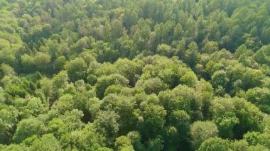 Ormandaki dolambaçlı bir yolun ve traktör izleriyle dolu bir buğday tarlasının havadan görüntüsü. Kırsal