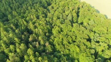 Orman havası manzaralı. İnsansız hava aracı doğadaki dokunun üzerinde yükselir.