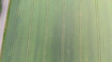 Yeşil buğday tarlasının havadan görünüşü. Tarım arazisi, taze yeşil buğday ve traktör izleri.