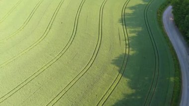 Ormandaki dolambaçlı bir yolun ve traktör izleriyle dolu bir buğday tarlasının havadan görüntüsü. Kırsal