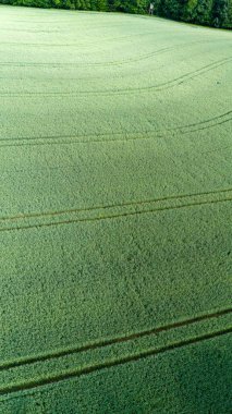Hava görüntüsü. Buğday alanı üst görünüm arkaplan dokusu. Tarım tarlası Genç yeşil buğday