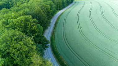 Bir buğday tarlası olan ormandaki dolambaçlı yol manzarası..
