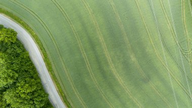Bir buğday tarlası olan ormandaki dolambaçlı yol manzarası..