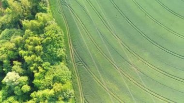 Ormandaki dolambaçlı bir yolun ve traktör izleriyle dolu bir buğday tarlasının havadan görüntüsü. Kırsal