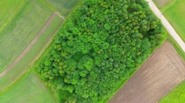 Orman havası manzaralı. Ormanın insansız hava aracı görüntüsü