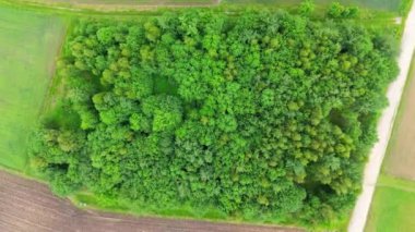 Orman havası manzaralı. Ormanın insansız hava aracı görüntüsü