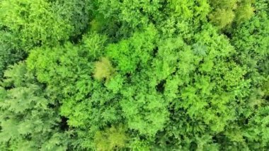 Orman havası manzaralı. Ormanın insansız hava aracı görüntüsü