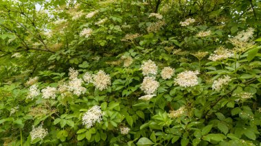 Yaşlı çiçeğinin beyaz çiçeği (Sambucus nigra). Siyah leylak çiçekleri. Elderflower şurubu.