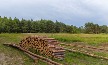 Çam ağacının etrafını kestim. Yakacak odun topluyorum. Ağaç kütükleri yığını
