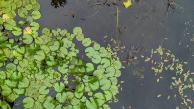 Nilüferler doğal arka planda kalır. Doğanın güzelliği. Yüzeyde yüzen yapraklar.
