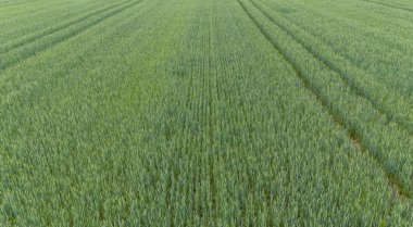 Yeşil buğday tarlası arazisi. Kırsal hava manzaralı çiftlik