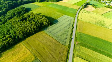Kırsaldaki yeşil buğday tarlasında hava manzarası. Tarım endüstrisi ve gıda üretimi.