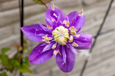 Clematis Taiga Mor Çiçeği bahçede. Mor yapraklı, yakın plan bir çiçek.