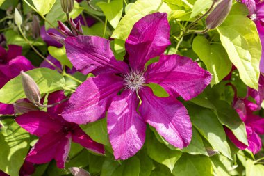 Bahçede pembe klematis çiçeği. Bahçede daimi klematis sarmaşığı çiçekleri