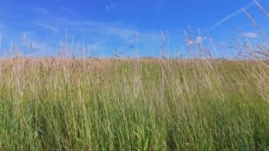 Uzun çimenli yaz çayırları rüzgarda hafifçe esiyor. Mavi gökyüzüyle rüzgarda esen yeşil çimen çiçeği.