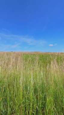Uzun çimenli yaz çayırları rüzgarda hafifçe esiyor. Mavi gökyüzüyle rüzgarda esen yeşil çimen çiçeği.