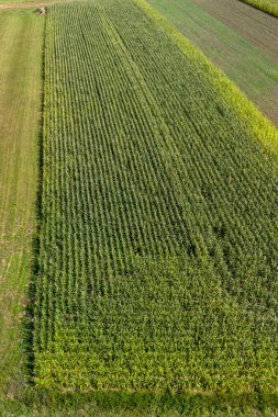 Mısır ya da mısır tarlasının alçak irtifa fotoğrafı. Yeşil mısır tarlalarının havadan görünüşü. Drone görünümü