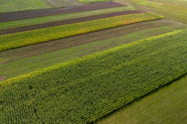 Mısır ya da mısır tarlasının alçak irtifa fotoğrafı. Yeşil mısır tarlalarının havadan görünüşü. Drone görünümü