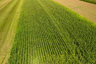 Mısır ya da mısır tarlasının alçak irtifa fotoğrafı. Yeşil mısır tarlalarının havadan görünüşü. Drone görünümü