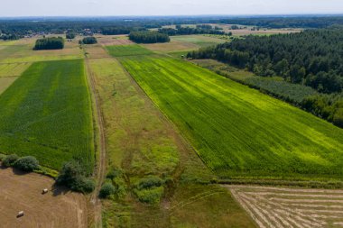 Mısır ya da mısır tarlasının alçak irtifa fotoğrafı. Yeşil mısır tarlalarının havadan görünüşü. Drone görünümü