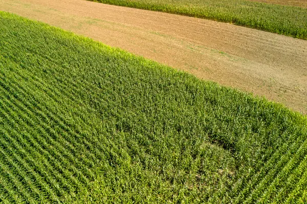 Mısır ya da mısır tarlasının alçak irtifa fotoğrafı. Yeşil mısır tarlalarının havadan görünüşü. Drone görünümü