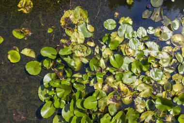 İHA 'dan atılan bir gölü kaplayan nilüferler. Göl çiçeğinin havadan görünüşü