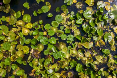 İHA 'dan atılan bir gölü kaplayan nilüferler. Göl çiçeğinin havadan görünüşü