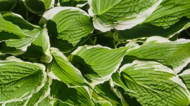 gür yeşil hosta yaprakları canlı, dokulu bir arka plan yaratır, doğa temalı tasarım veya projeler için idealdir. Bu yakın çekim yeşilliğin karmaşık desenlerini ve renklerini vurgular..