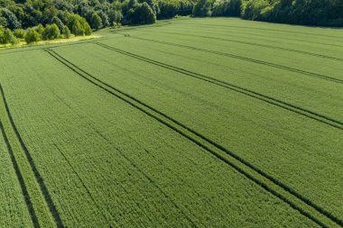 Bereketli yeşil alanların havadan görünüşü, doğanın ve tarımın güzelliğini gözler önüne seriyor. Çevre ve manzara temaları için mükemmel.