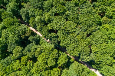 Yeşilin canlı gölgelerinde doğa ve ağaçların güzelliğini gösteren dolambaçlı bir yolu olan yemyeşil bir ormanın havadan görünüşü.