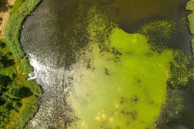 Bereketli yeşil bitki örtüsü ve karanlık suların karışımıyla sakin bir göletin havadan görünüşü. Doğa ve çevre temaları için mükemmel.