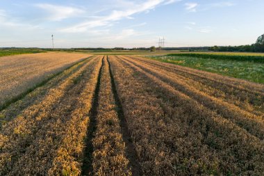 Mavi gökyüzünün altındaki altın tarlalar kırsal manzaraların güzelliğini gözler önüne seriyor. Tarım ve doğa temaları için ideal.