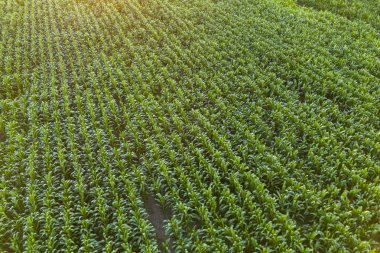 Güneşin altında sırayla büyüyen yemyeşil tütün bitkilerinin havadan görünüşü. Tarımsal sunumlar veya doğa temalı projeler için ideal.