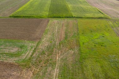 Canlı bir mısır tarlasının insansız hava aracı görüntüsü tarımsal modelleri ve geniş yeşil ekinlerin güzelliğini vurguluyor..