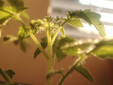 Close-up of a plant stem with vibrant green leaves illuminated by soft sunlight, showcasing growth and freshness clipart