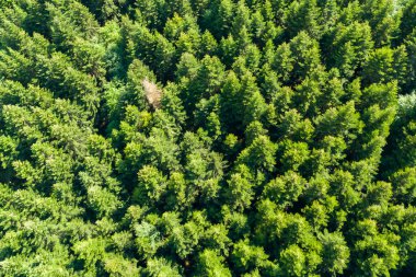 Yazın bir dron tarafından çekilen yeşil ormanın en üst görüntüsü yukarıdan gelen yoğun yeşillik ve doğal desenleri vurguluyor..