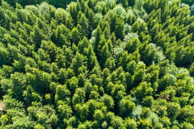 Bir yaz ormanının insansız hava görüntüsü kalın yeşil örtüyü ve canlı doğal manzarayı vurguluyor..