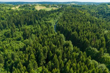 Yeşillik ve bitki örtüsü içeren bir dron tarafından yakalanan yaz ormanının yüksek hava görüntüsü..