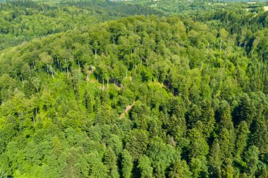 Yoğun ağaç örtüsü ve zengin yeşil tepe örtüsüne odaklanan bir yaz ormanının hava aracı fotoğrafı..