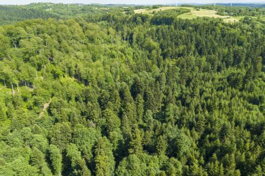 Yaz boyunca verimli bir ormanın insansız hava görüntüsü canlı yeşillik ve yoğun ağaç örtüsünü gözler önüne seriyor..