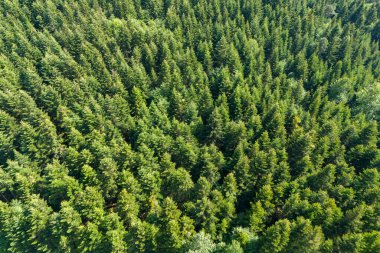 Yoğun yeşil bir ormanın insansız hava aracı görüntüsü ve yaz boyunca içinden geçen bir yol..