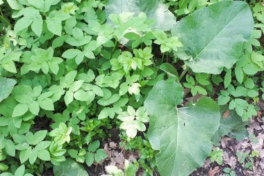 Yaprakların çeşitli şekil ve dokularına sahip yeşil yapraklar yemyeşil bir doğal ortam yaratıyor. Doğa temalı projeler için ideal.