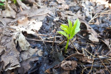 Kuru yapraklarla çevrili koyu nemli topraktan çıkan küçük yeşil bir filizlenme doğadaki büyümeyi ve yenilenmeyi simgeliyor..